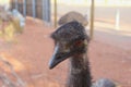 Head of a wild emu in closeup in the Australian Outback Royalty Free Stock Photo