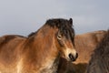 Head of a wild Exmoor pony, against a blue sky in nature reserve in Fochteloo, the Netherlands Royalty Free Stock Photo
