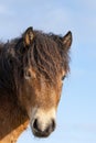 Head of a wild Exmoor pony, against a blue sky in nature reserve in Fochteloo, the Netherlands Royalty Free Stock Photo