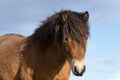 Head of a wild Exmoor pony, against a blue sky in nature reserve in Fochteloo, the Netherlands Royalty Free Stock Photo