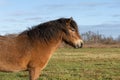 Head of a wild Exmoor pony, against a blue sky in nature reserve in Fochteloo, the Netherlands Royalty Free Stock Photo