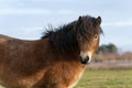 Head of a wild Exmoor pony, against a blue sky in nature reserve in Fochteloo, the Netherlands Royalty Free Stock Photo