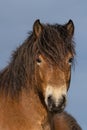 Head of a wild Exmoor pony, against a blue sky in nature reserve in Fochteloo, the Netherlands Royalty Free Stock Photo