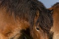 Head of a wild Exmoor pony, against a blue sky in nature reserve in Fochteloo, the Netherlands Royalty Free Stock Photo