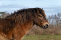 Head of a wild Exmoor pony, against a blue sky in nature reserve in Fochteloo, the Netherlands Royalty Free Stock Photo