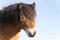 Head of a wild Exmoor pony, Eye closed, against a blue sky in nature reserve in Fochteloo, the Netherlands Royalty Free Stock Photo