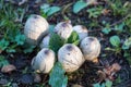 Head of wild meadow puffball on meadow