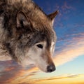 Head of wolf against sunset