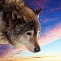 Head of wolf against sunset