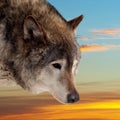Head of wolf against sunset