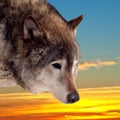 Head of wolf against sunset