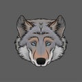 Head of wolf, portrait of wild animal hand drawn vector Illustration Royalty Free Stock Photo