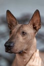 The head of Xolotizcuintle Mexican Hairless Dog breed, of standard size, front view close up portrait. Beautiful, clever and cal