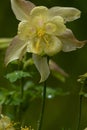 Head of yellow columbine flower against dark shadow in may