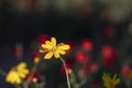The head of a yellow flower close up on a blurred background of a field of red poppies in the sunlight Royalty Free Stock Photo