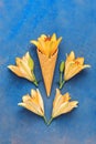 Head of a yellow lily on a blue background. Beautiful flower arrangement. He lay flat. Royalty Free Stock Photo