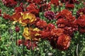 Head of yellow and red flowers Ranunculus asiaticus Persian buttercups closeup. Selective focus Royalty Free Stock Photo