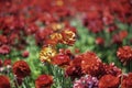 Head of yellow and red flowers Ranunculus asiaticus Persian buttercups closeup. Selective focus Royalty Free Stock Photo