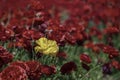 Head of yellow and red flowers Ranunculus asiaticus Persian buttercups closeup. Selective focus Royalty Free Stock Photo