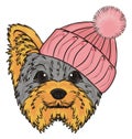 Head of yorkie