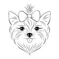 Head of yorkshire terrier