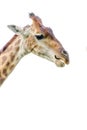 The head of a young beautiful giraffe. Wildlife world.