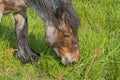 Head of a young belgian draught horse razing in a meadow Royalty Free Stock Photo