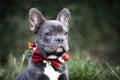 Head of young blue French Bulldog dog wearing seasonal Christmas collar with red bow tie on green background Royalty Free Stock Photo