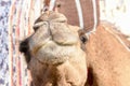 Head of young camel Royalty Free Stock Photo