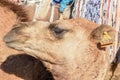 Head of young camel Royalty Free Stock Photo