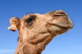 Head of young camel Royalty Free Stock Photo