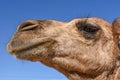 Head of young camel Royalty Free Stock Photo