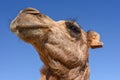 Head of young camel Royalty Free Stock Photo