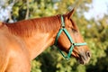 Head of a young chestnut horse against natural background Royalty Free Stock Photo