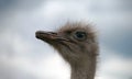 Head of a young common ostrich Royalty Free Stock Photo