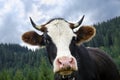 The head of a young cow with a pink nose against the backdrop of the mountains