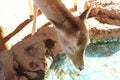 Head of a young deer