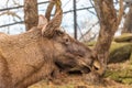 Head of a young elk bull.. Royalty Free Stock Photo
