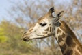 Head of young giraffe