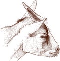 Head of young goat