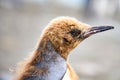 Head of young king penguin in moult - Aptendytes patagonica - Gold Harbour, South Georgia