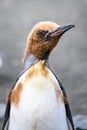 Head of young king penguin in moult - Aptendytes patagonica - Gold Harbour, South Georgia