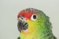Red-browed amazon parrot Royalty Free Stock Photo