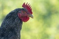 Head of a young rooster close up. Side view. Simple background. Copy space Royalty Free Stock Photo