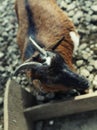 Head of young smiling goat, close up
