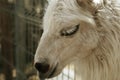 Head of young smiling goat