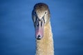 Head of a young swan Royalty Free Stock Photo