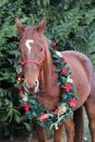 Head of a young thoroughbred horse atchristmas eve