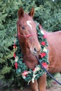 Head of a young thoroughbred horse with christmas decoration