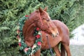 Head of a young thoroughbred horse with christmas decorations